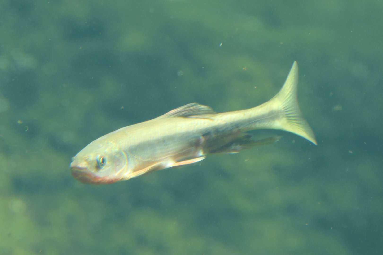 Dark Chub (Nipponocypris temminckii) - Lake Biwa Museum