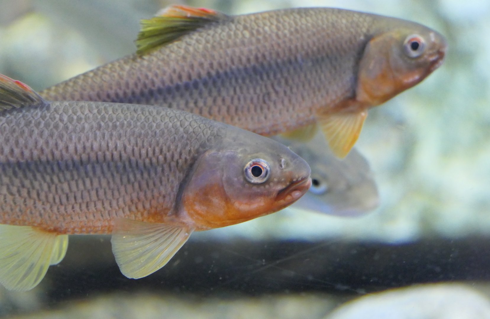 Dark Chub (Nipponocypris temminckii) - Uozu Aquarium