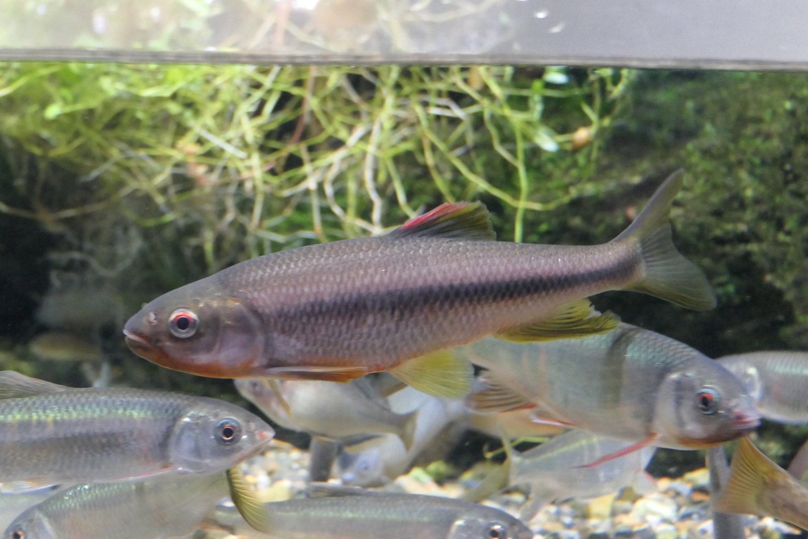 Dark Chub (Nipponocypris temminckii)