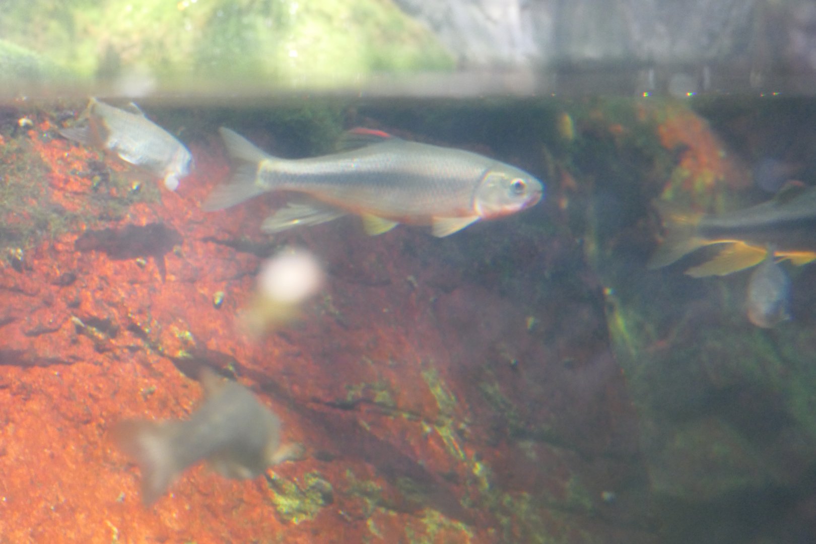 Dark Chub (Nipponocypris temminckii)