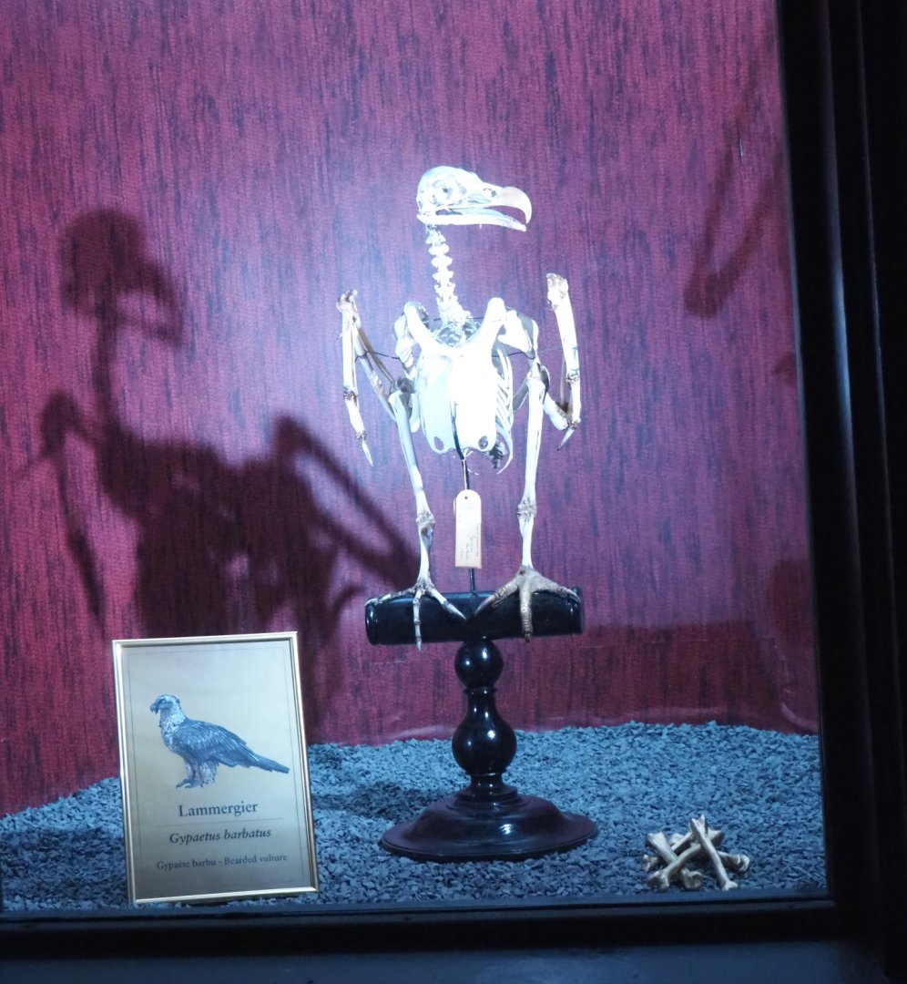 Dark Corridor bird natural history exhibition - Bearded vulture skeleton, 2022-03-16