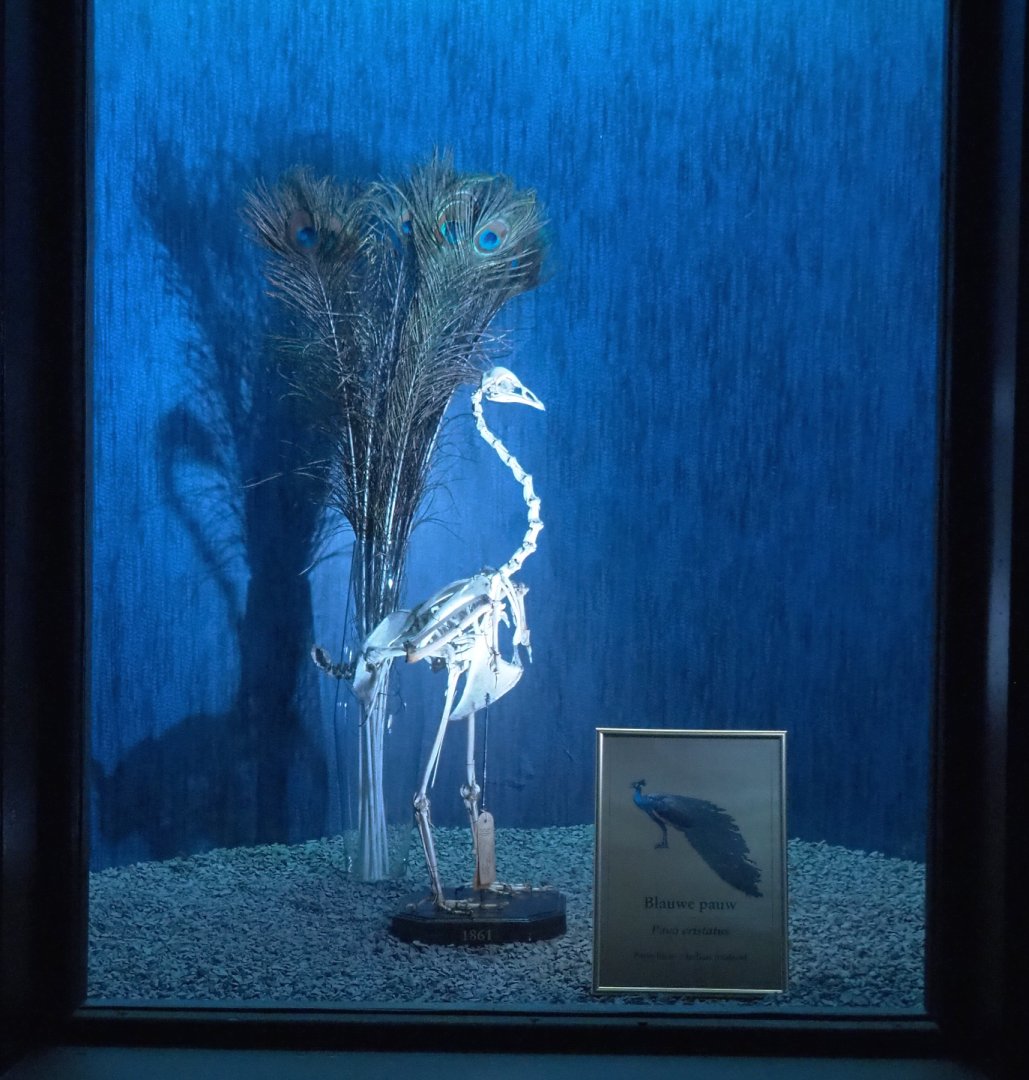 Dark Corridor bird natural history exhibition - Blue peafowl feathers and skeleton , 2022-03-16