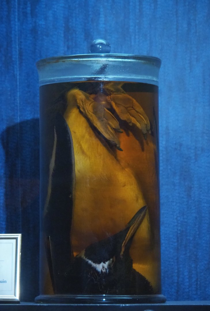 Dark Corridor bird natural history exhibition - Gentoo penguin wet specimen, 2022-03-16