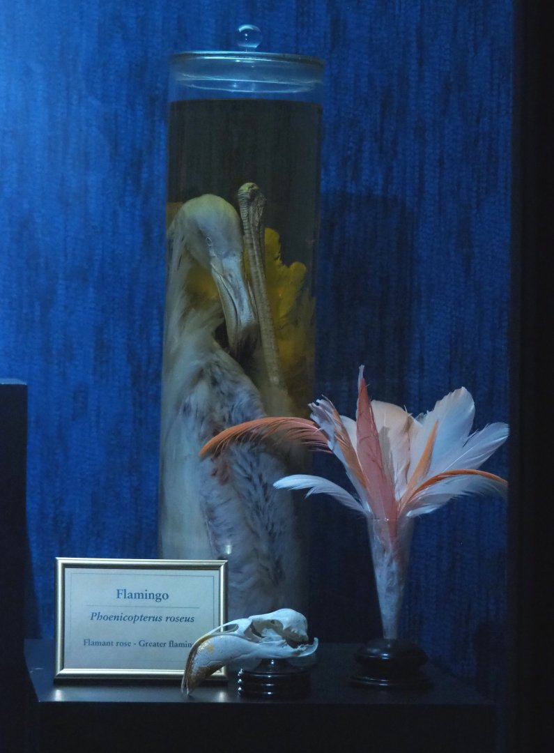 Dark Corridor bird natural history exhibition - Greater flamingo wet specimen, feathers and skull, 2022-03-16