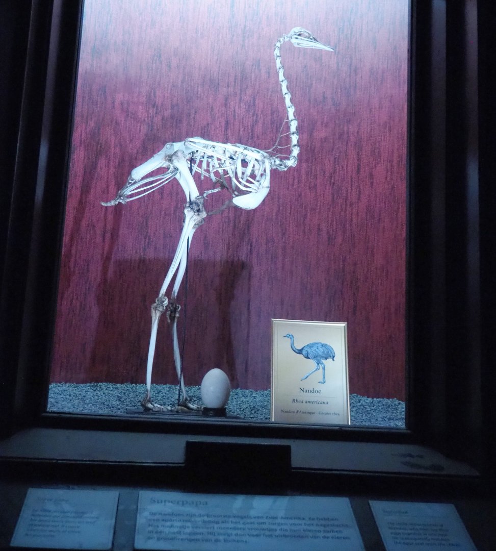 Dark Corridor bird natural history exhibition - Greater rhea skeleton, 2022-03-16
