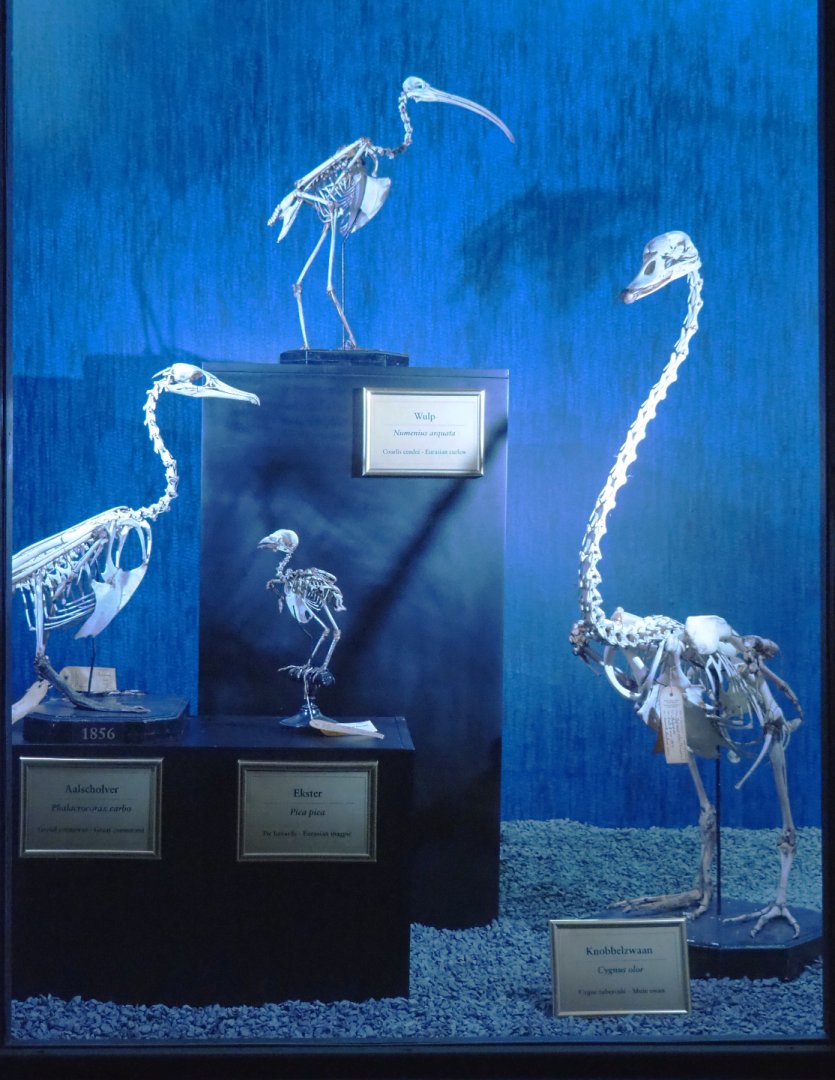Dark Corridor bird natural history exhibition - Native bird skeletons, 2022-03-16