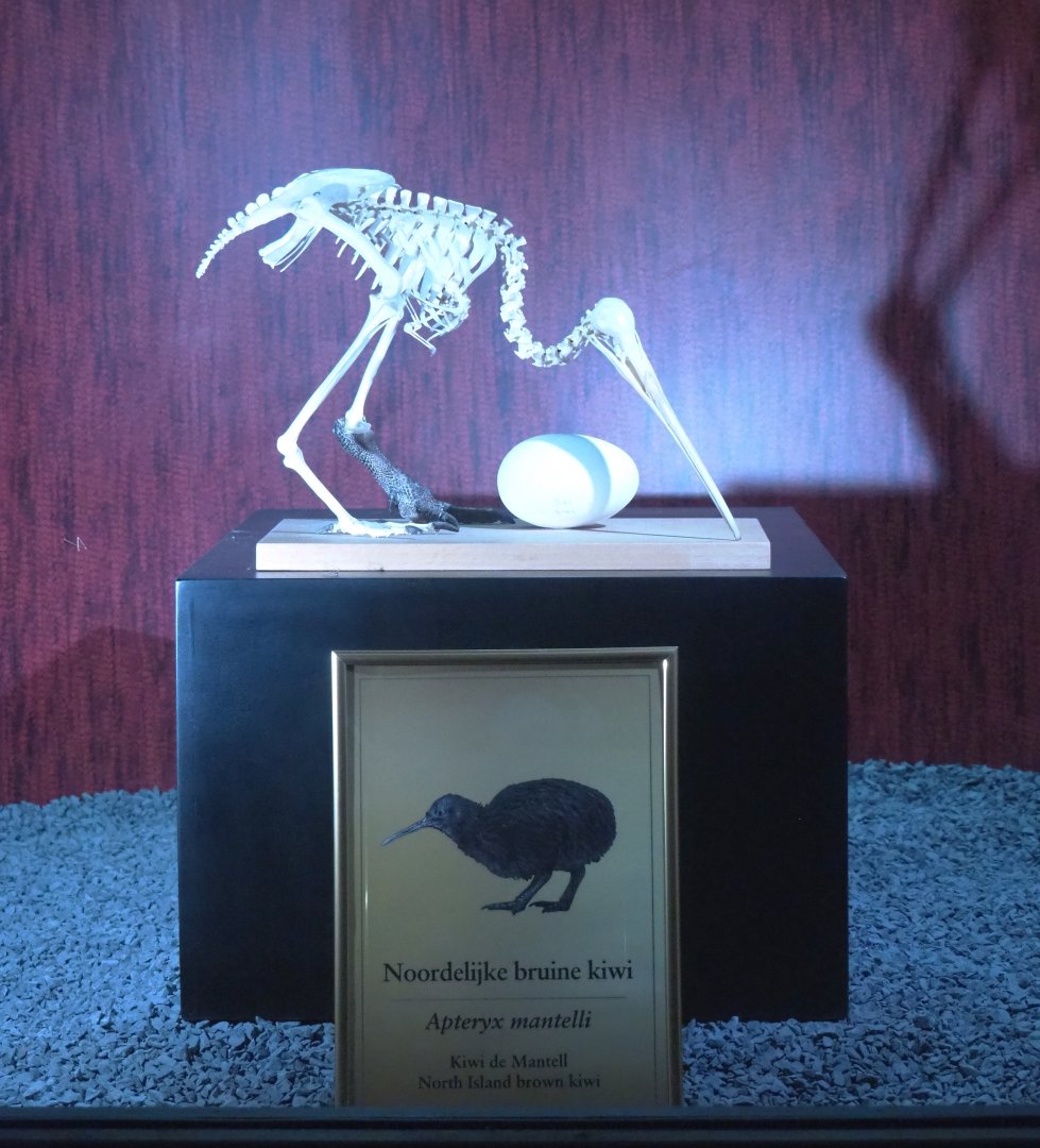 Dark Corridor bird natural history exhibition - Northern brown kiwi egg and skeleton, 2022-03-16