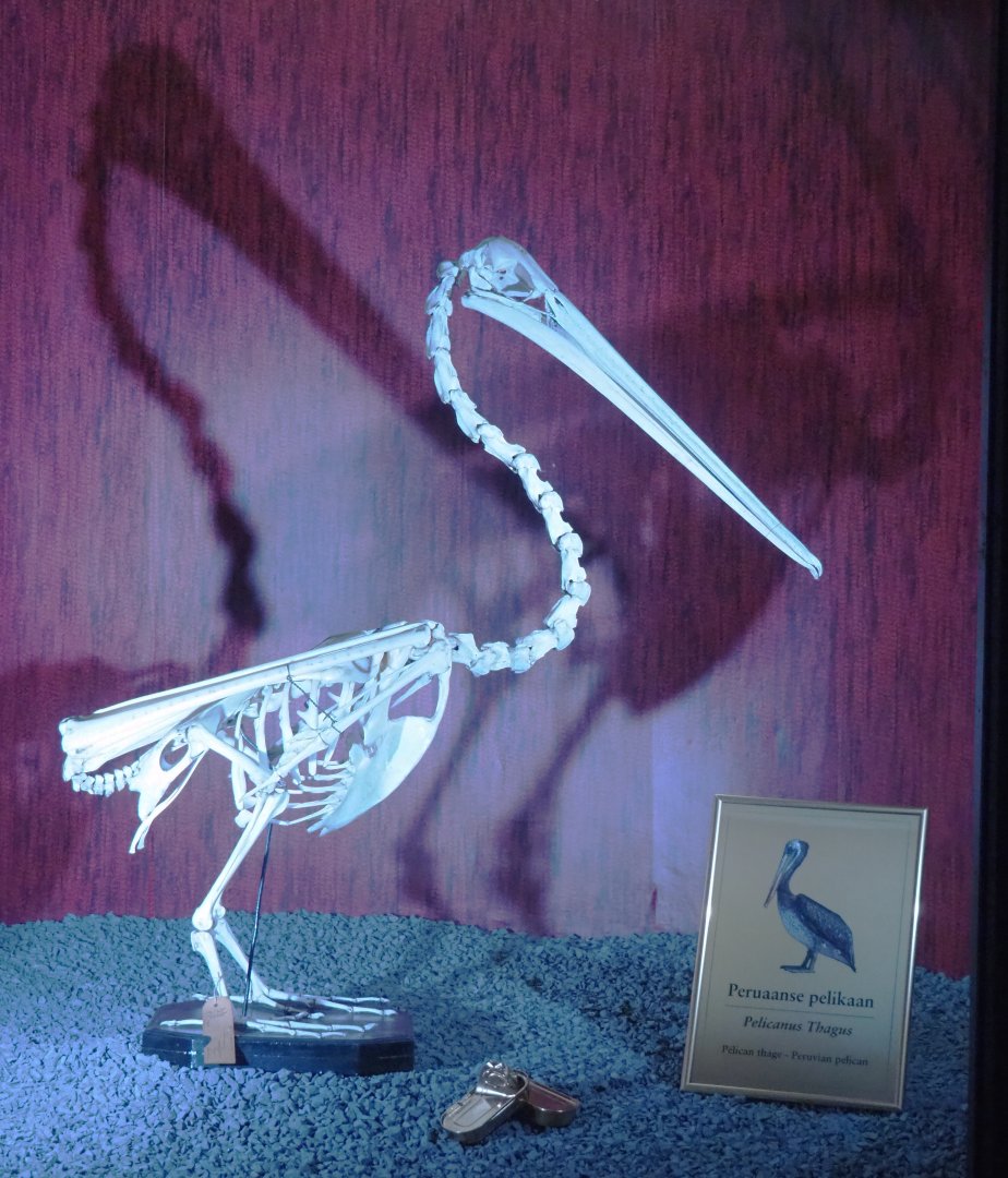 Dark Corridor bird natural history exhibition - Peruvian pelican skeleton, 2022-03-16