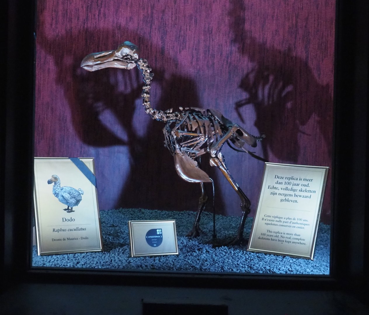 Dark Corridor bird natural history exhibition - Replica of a dodo skeleton, 2022-03-16