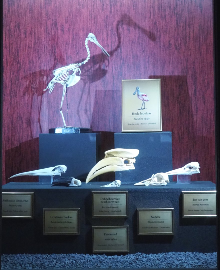 Dark Corridor bird natural history exhibition - Roseate spoonbill skeleton and bird skulls, 2022-03-16