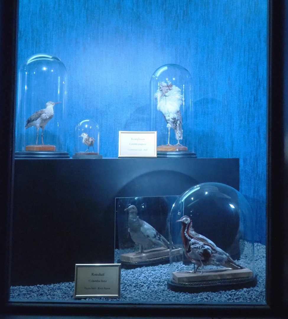 Dark Corridor bird natural history exhibition - Ruff and feral pigeon specimens, 2022-03-16
