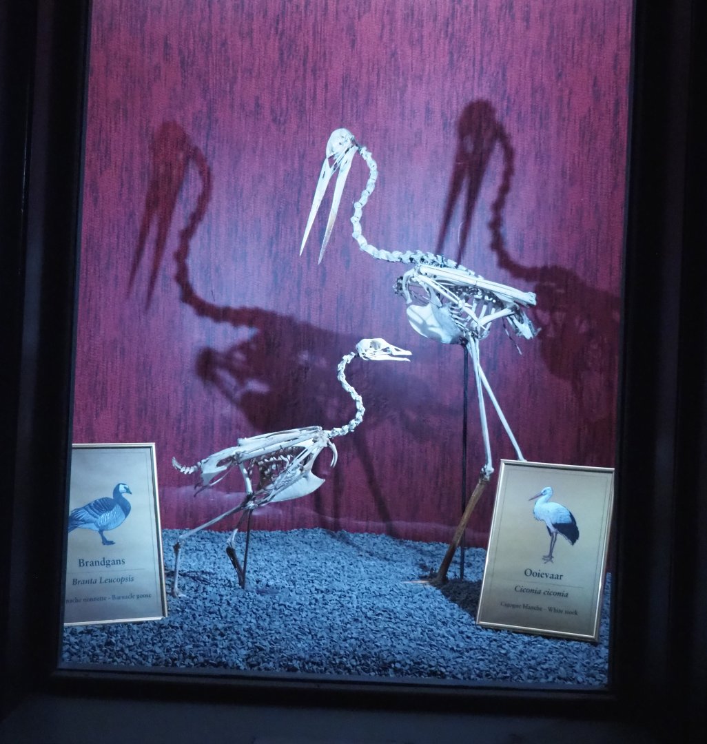 Dark Corridor bird natural history exhibition - White stork and Barnacle goose specimens, 2022-03-16