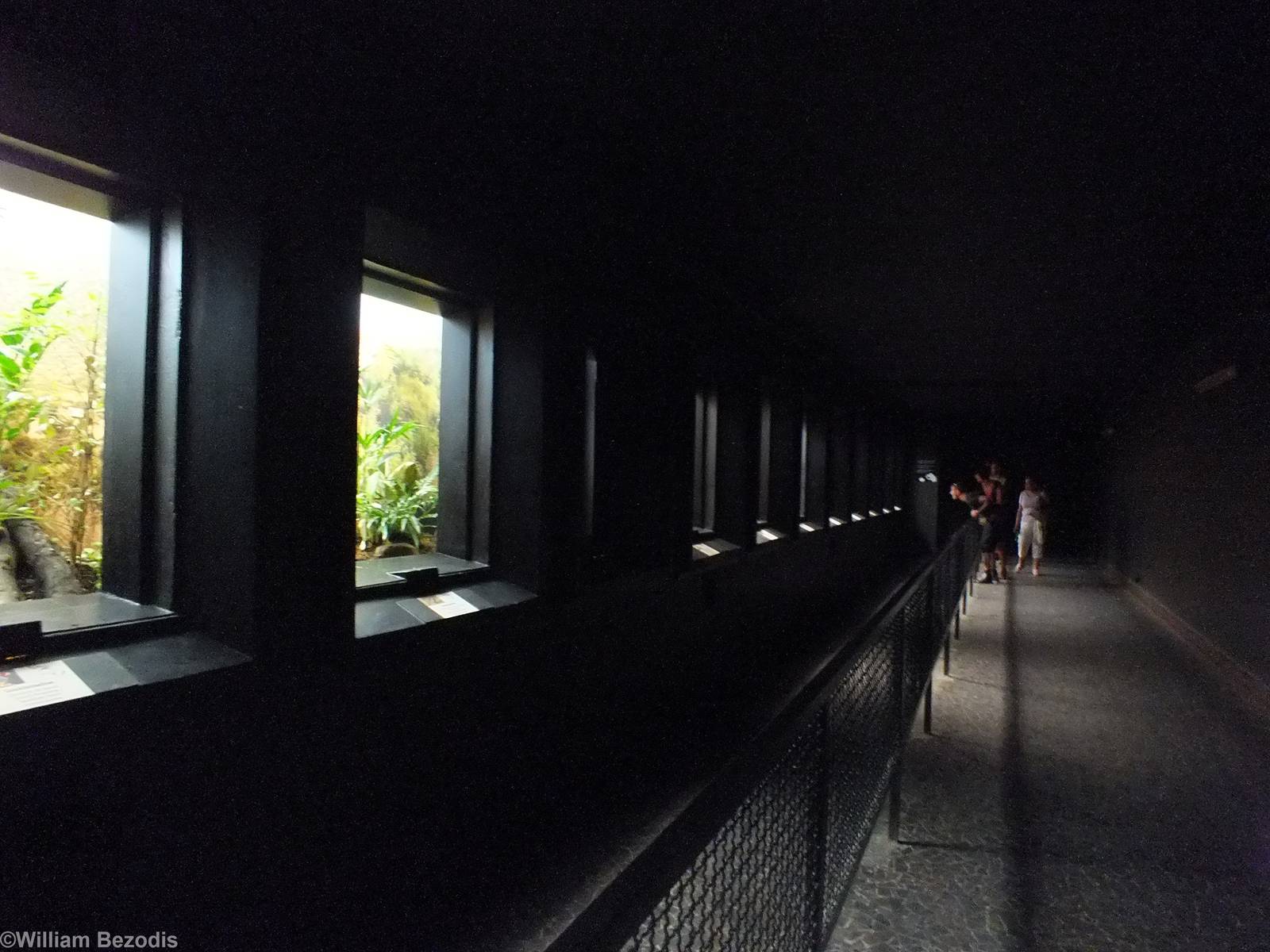 Dark Corridor In the Bird House