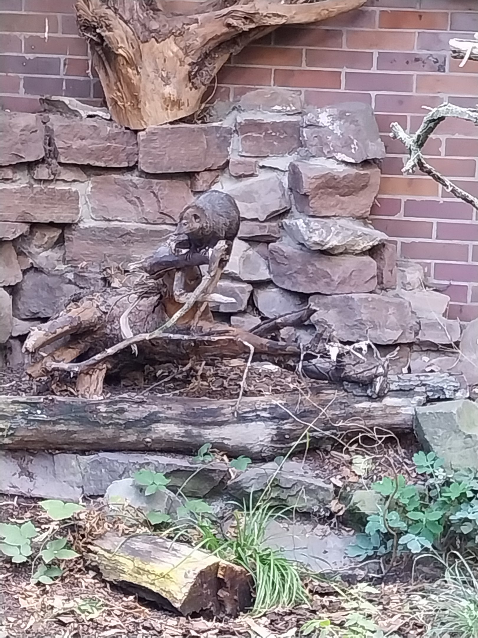 Dark Cusimane (Crossarchus obscurus)