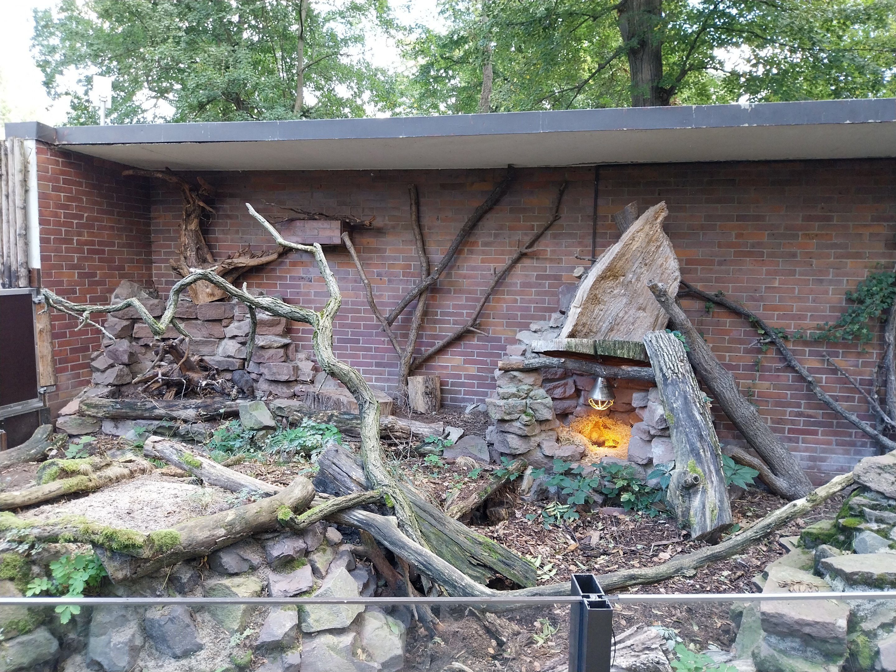 Dark Cusimane (Crossarchus obscurus)