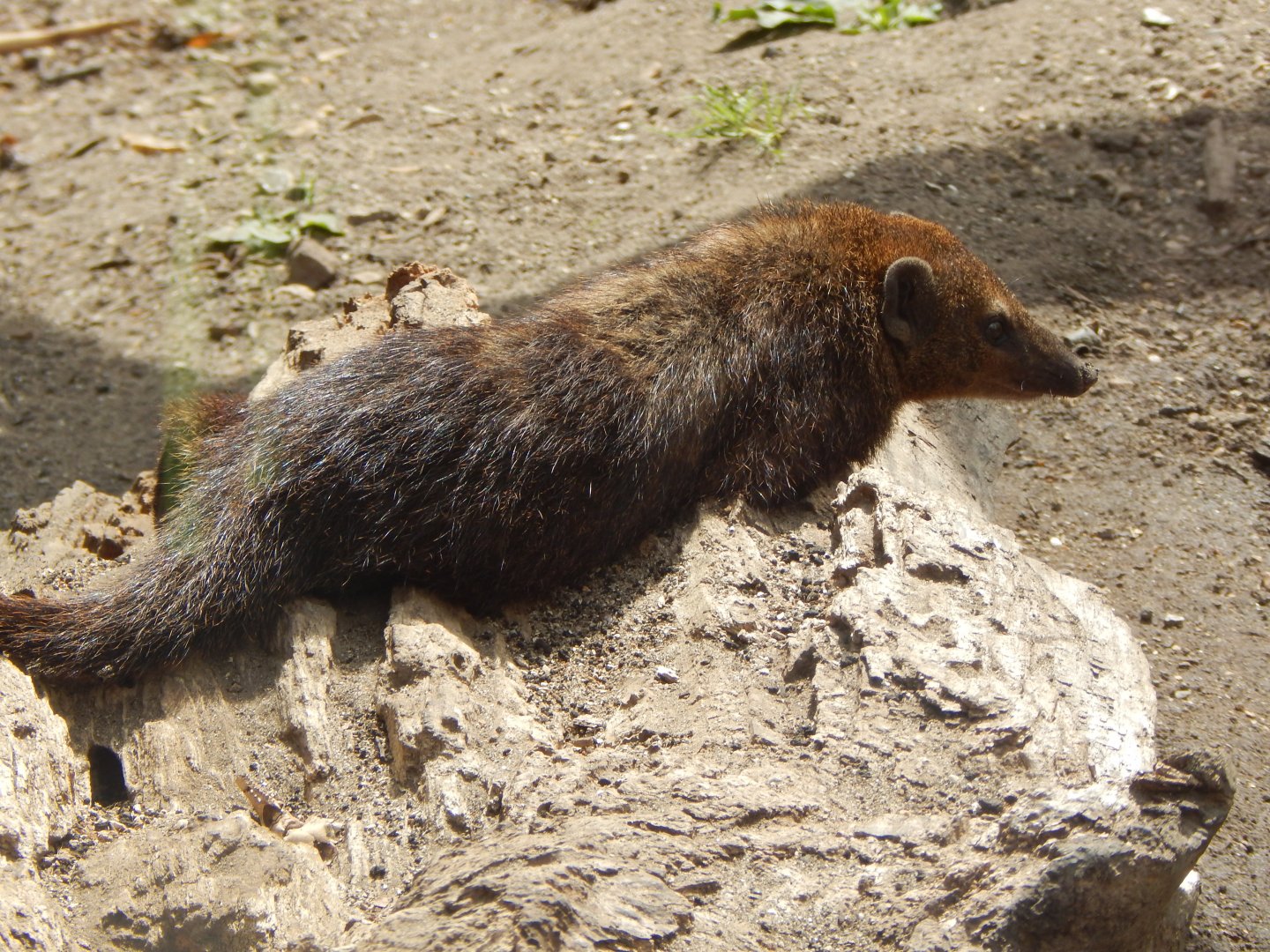 Dark cusimanse 040822