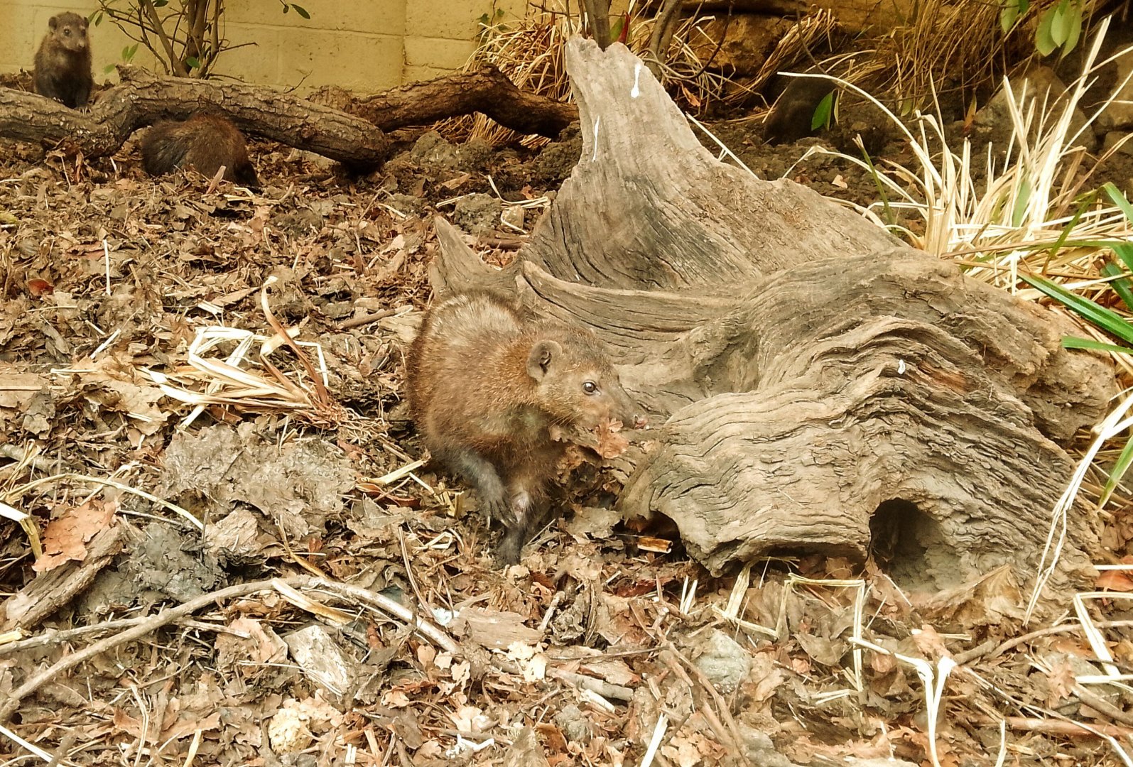 Dark Cusimanse 070625