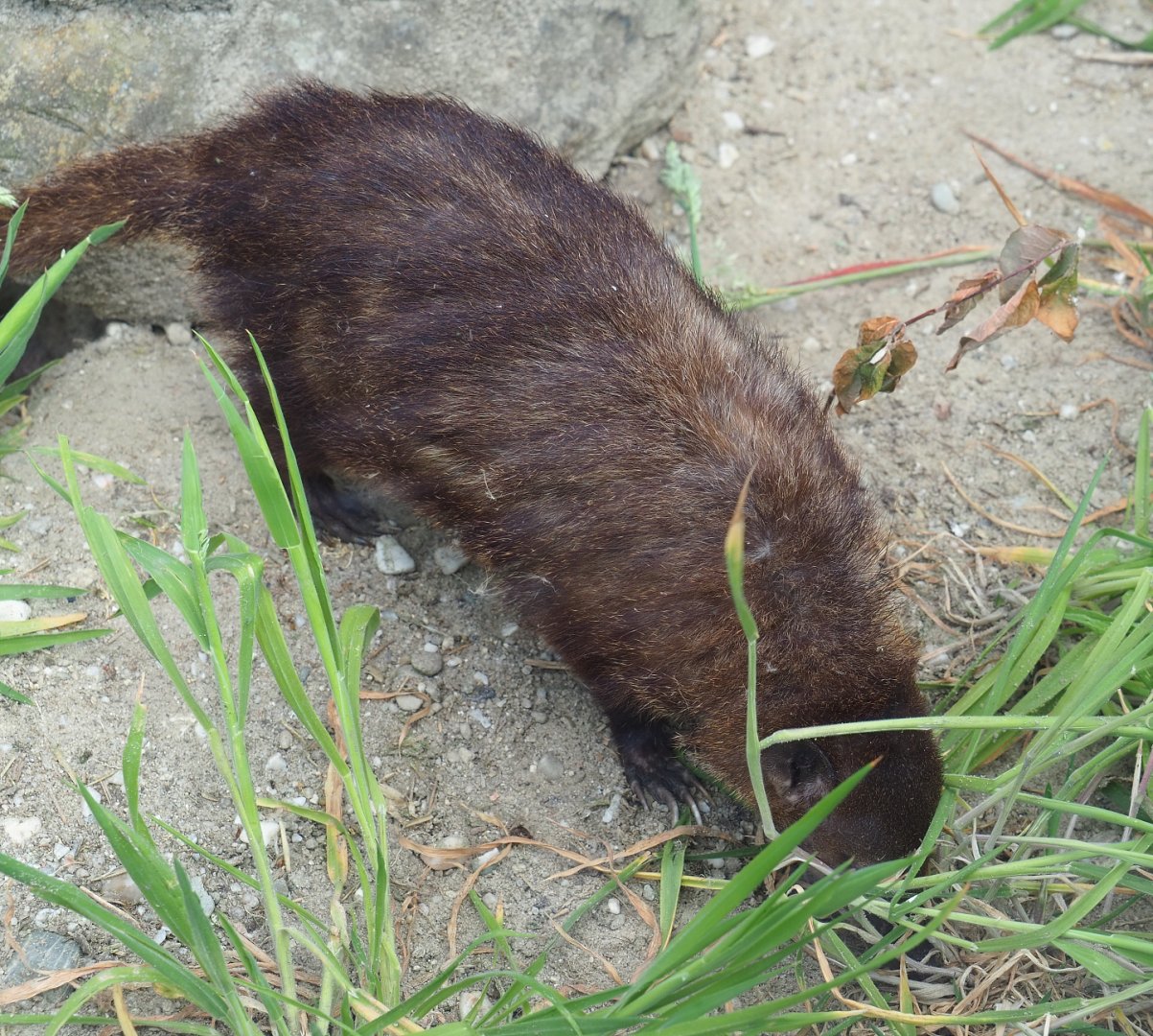 Dark cusimanse (Crossarchus obscurus), 2022-05-17