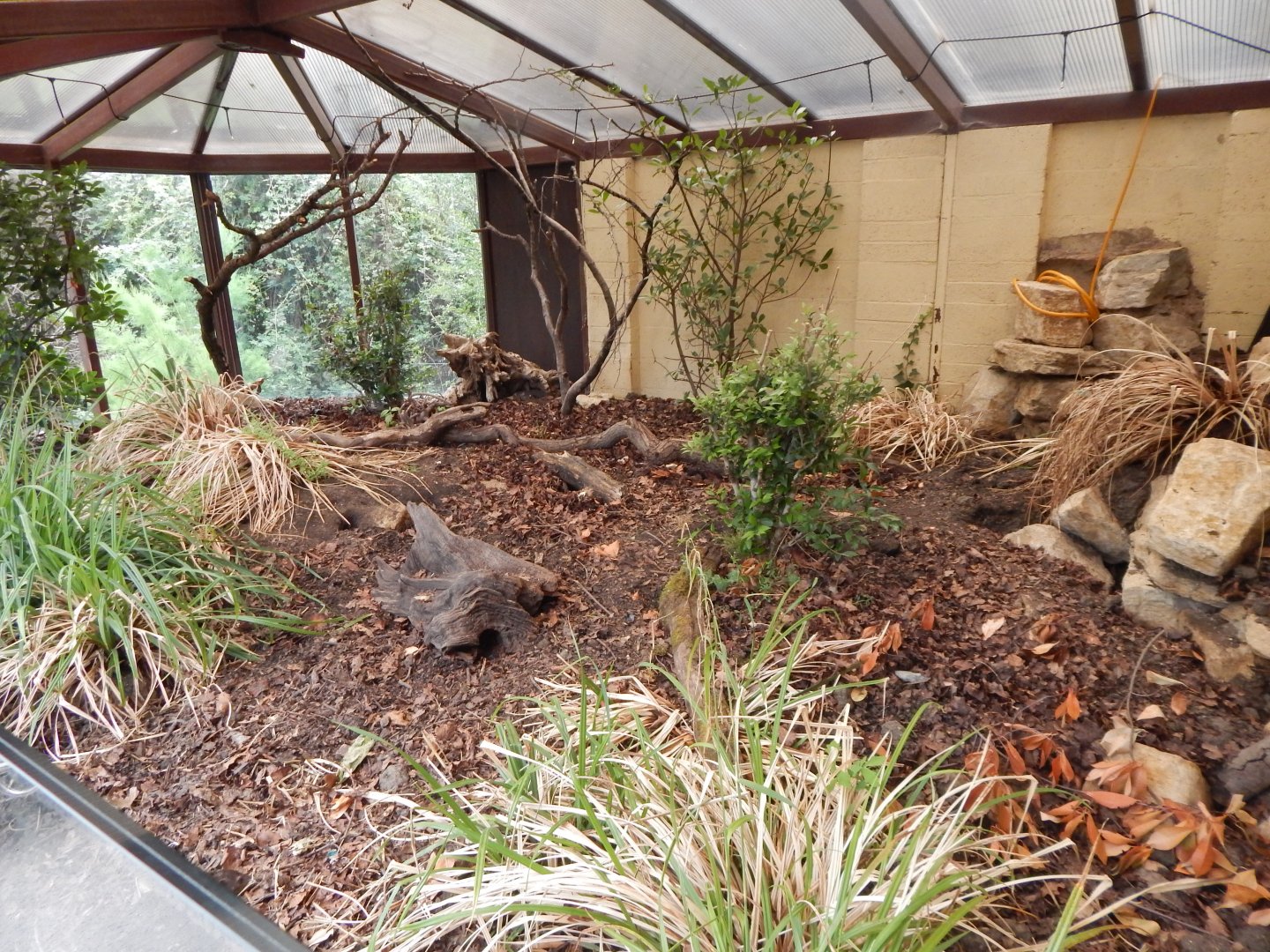 Dark cusimanse enclosure 150725