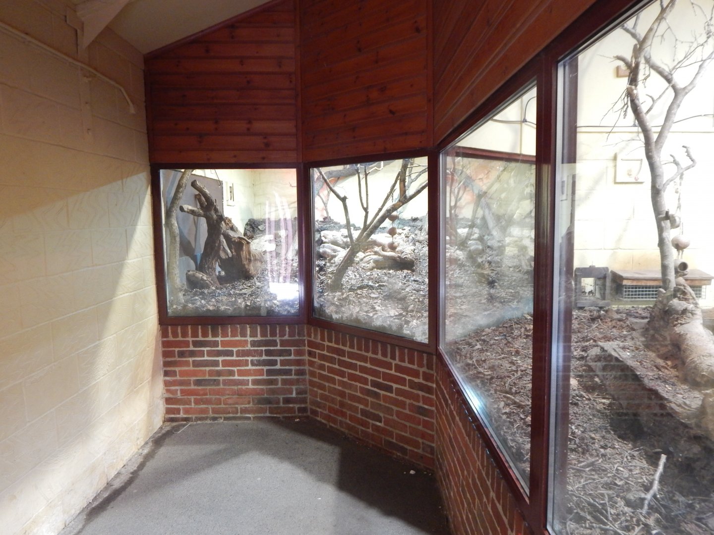 Dark cusimanse enclosure - indoors 150725