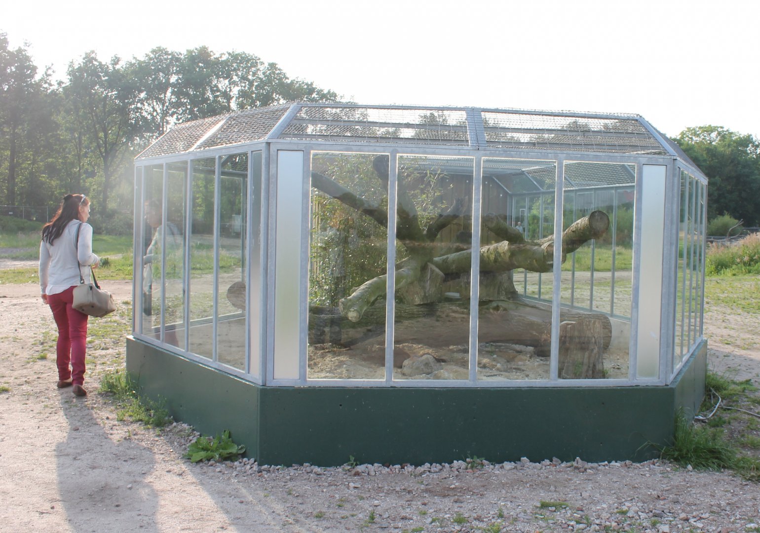 Dark cusimanse-enclosure