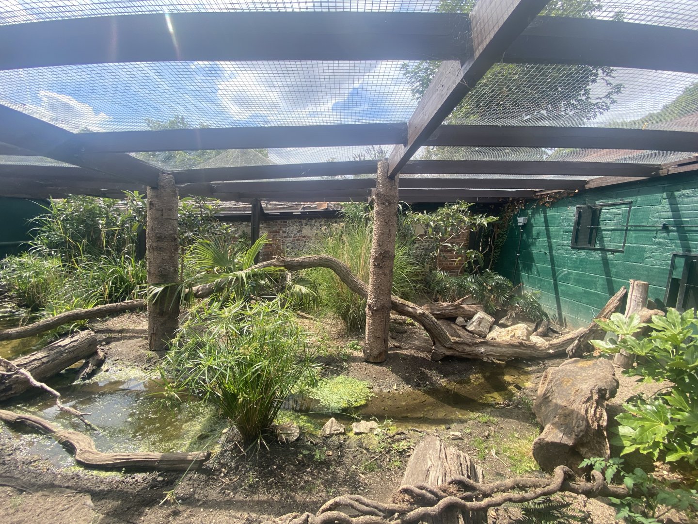 Dark cusimanse exhibit 040822