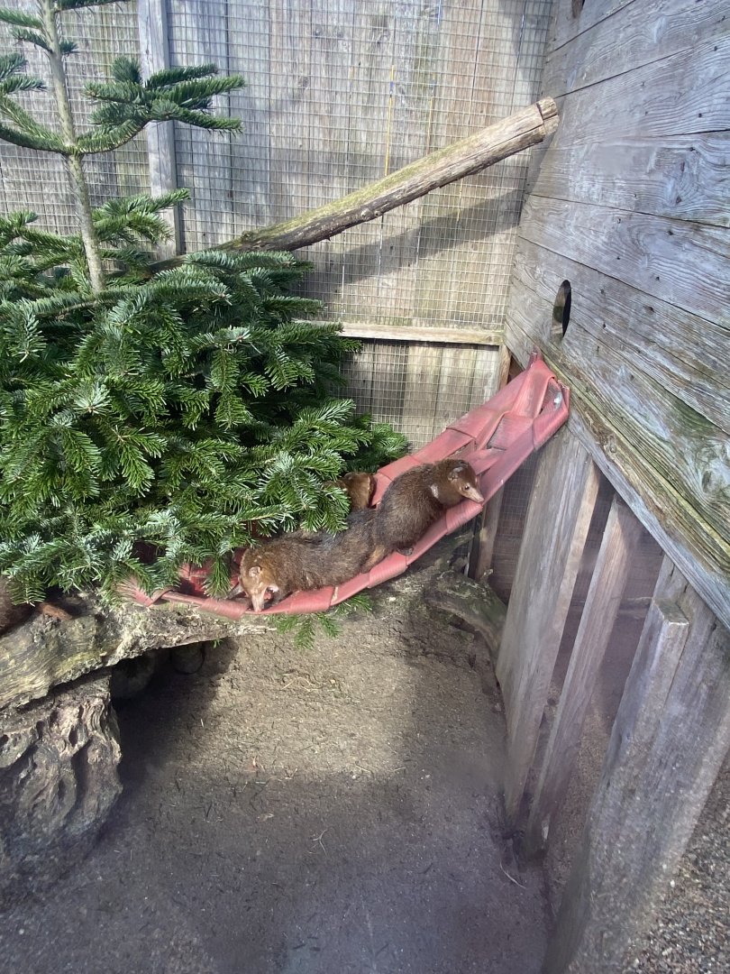 Dark cusimanse exhibit 250222