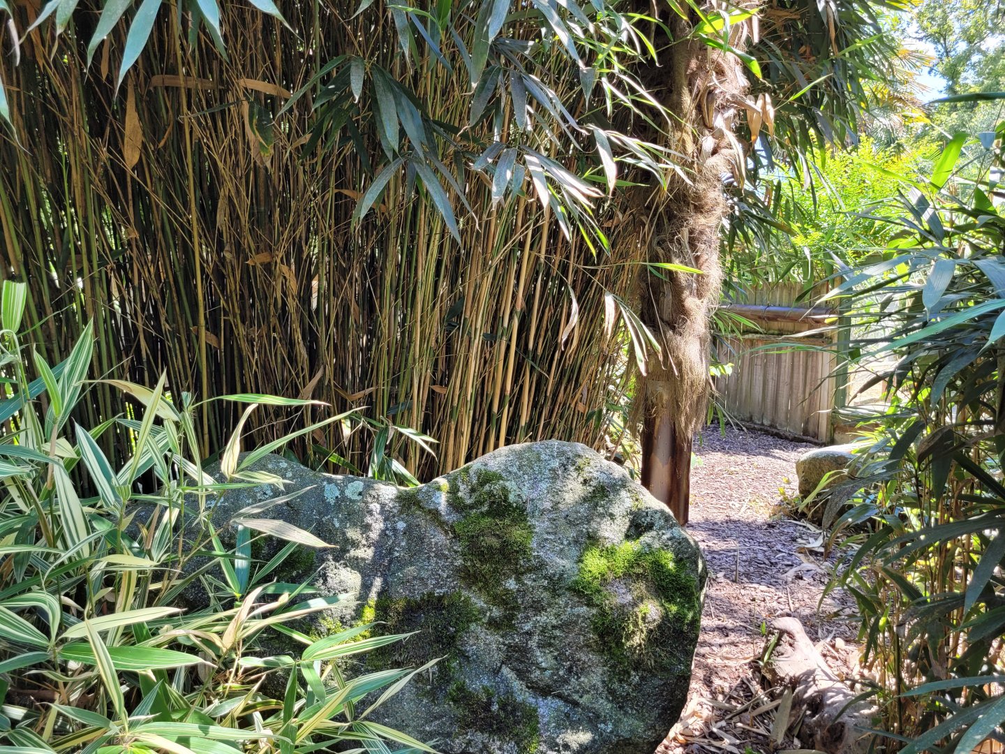 Dark cusimanse exhibit -Zoo d'Asson (2022)