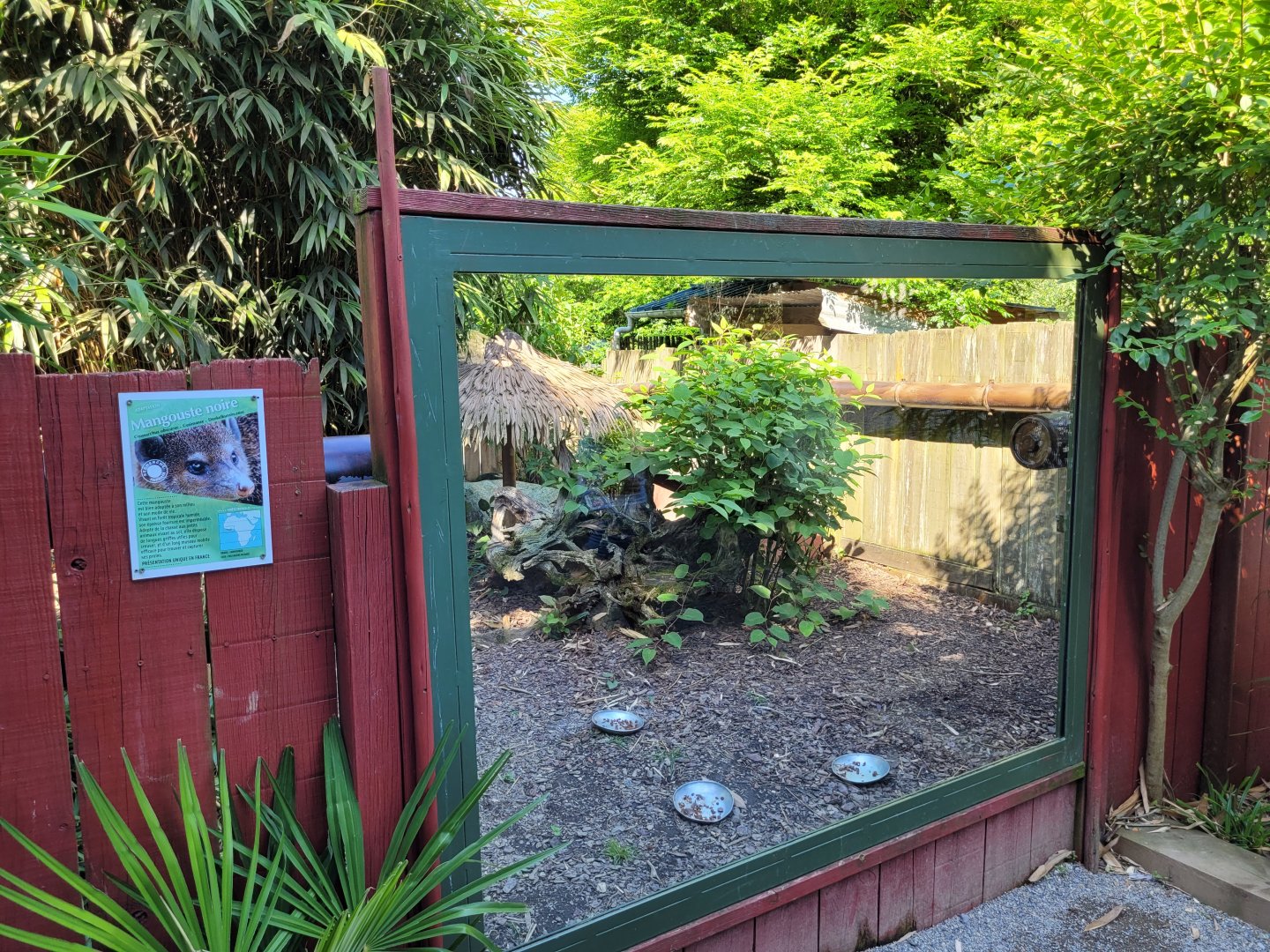 Dark cusimanse exhibit -Zoo d'Asson (2022)