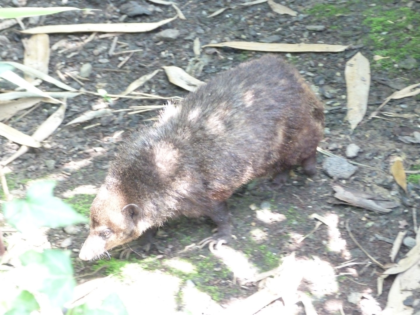 Dark cusimanse -Zoo d'Asson (2025)