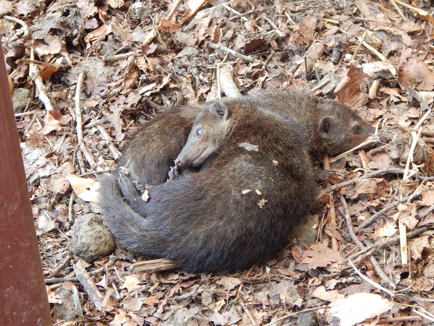 Dark cusimanses 150725