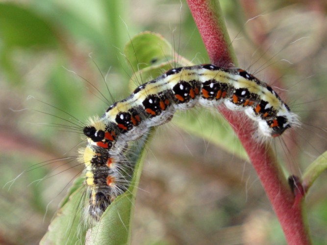 Dark Dagger (Acronicta tridens)