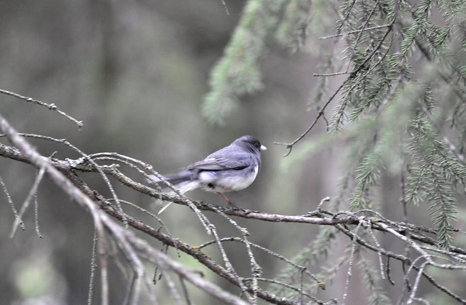 Dark-eyed Junco - Alaska
