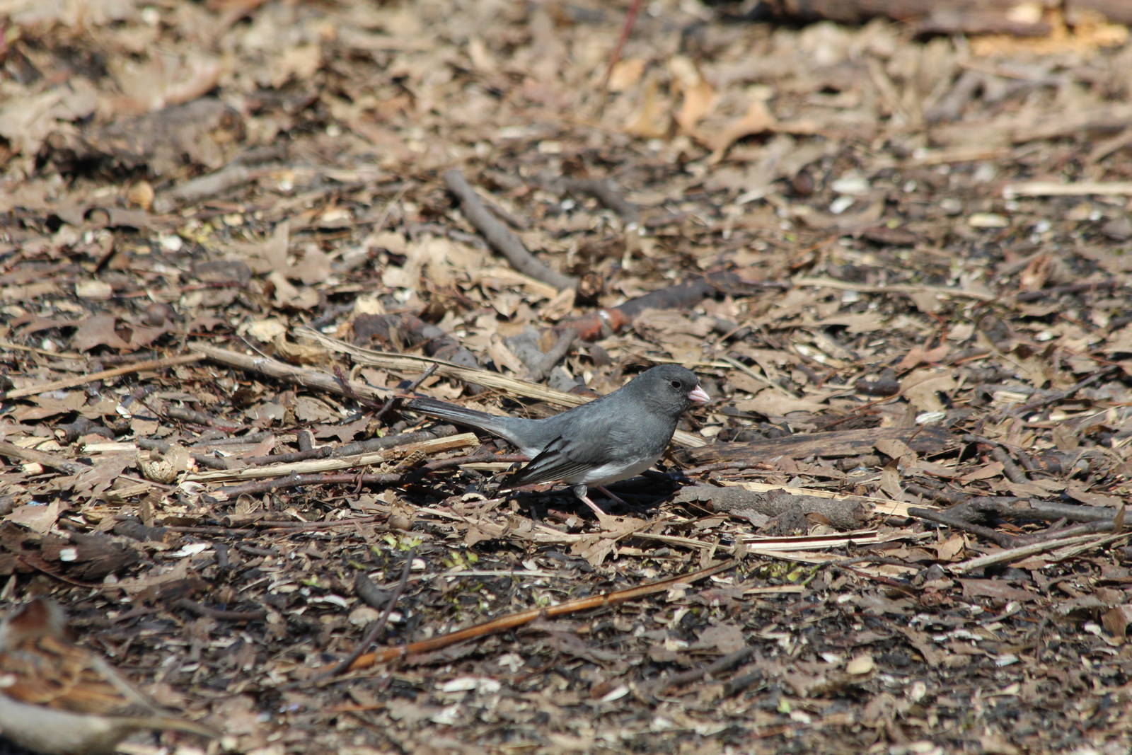 Dark-eyed Junco - Apr 2014