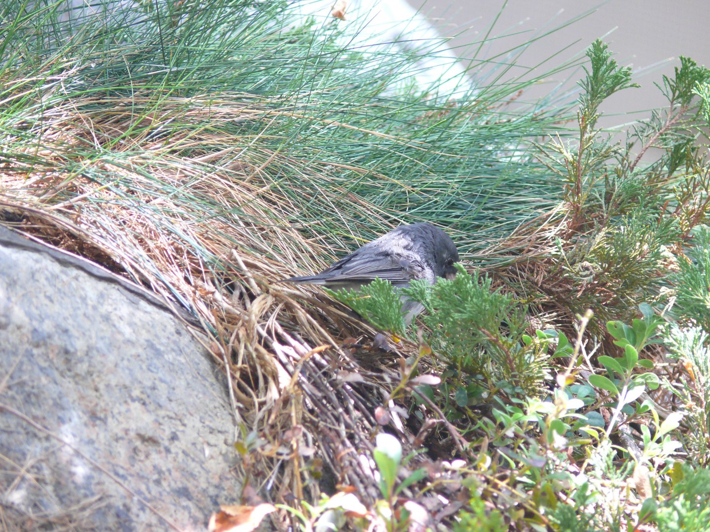 Dark-eyed junco foraging - reopening 31-08-2020