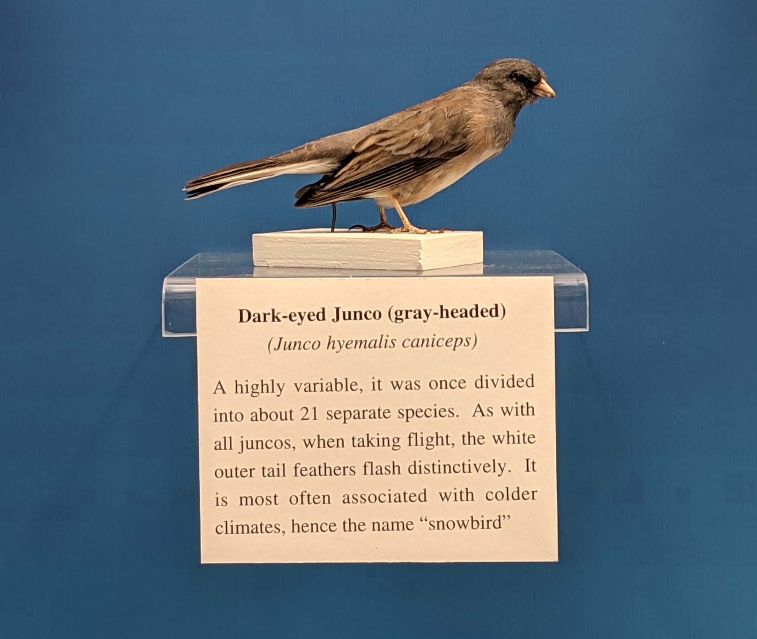 Dark-eyed junco (Junco hyemalis caniceps)