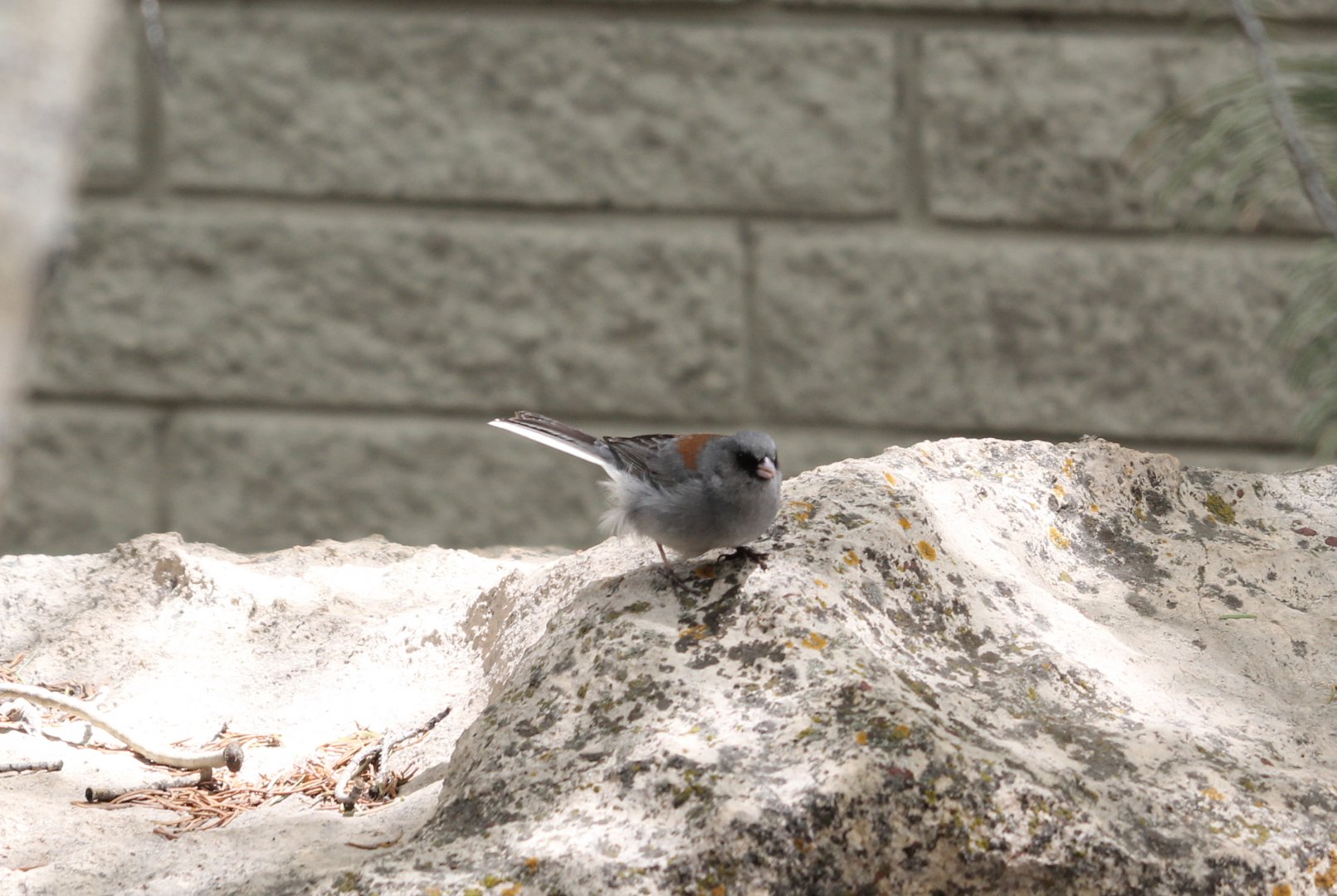 dark-eyed junco (Junco hyemalis) gray-headed race