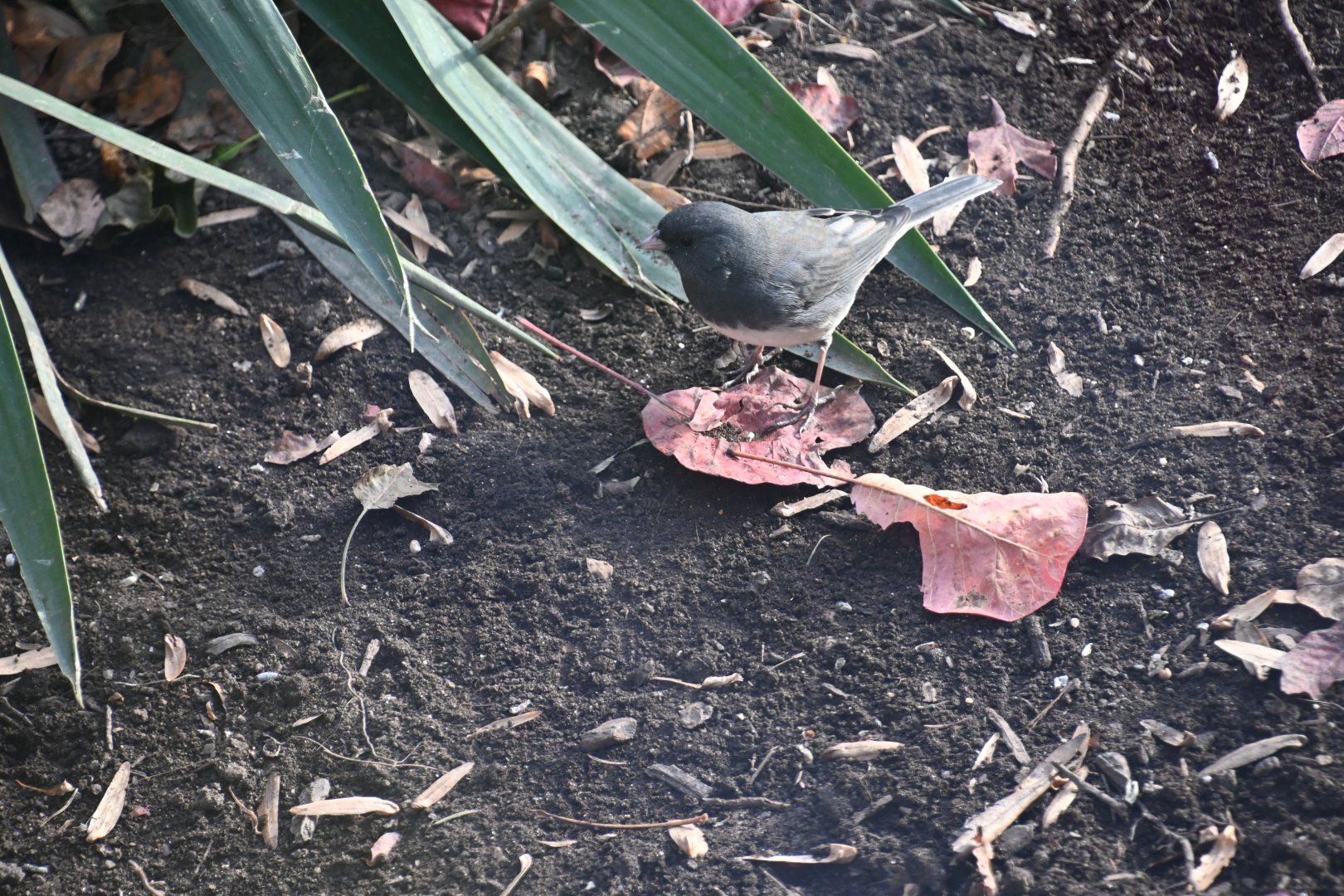 Dark-eyed junco (Junco hyemalis)