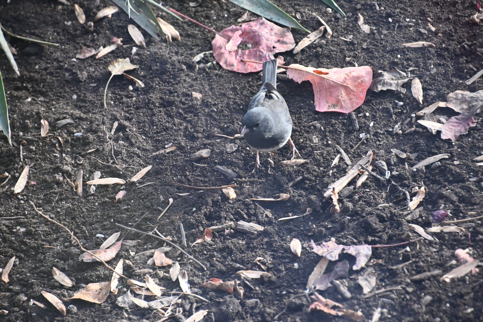 Dark-eyed junco (Junco hyemalis)
