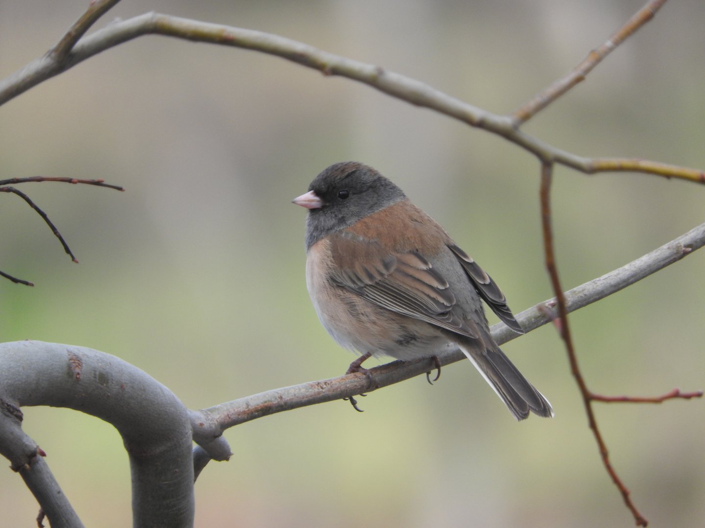 Dark-eyed Junco, Oregon subspecies group