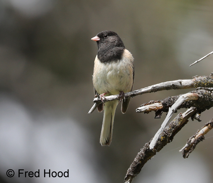 dark eyed junco (wild)