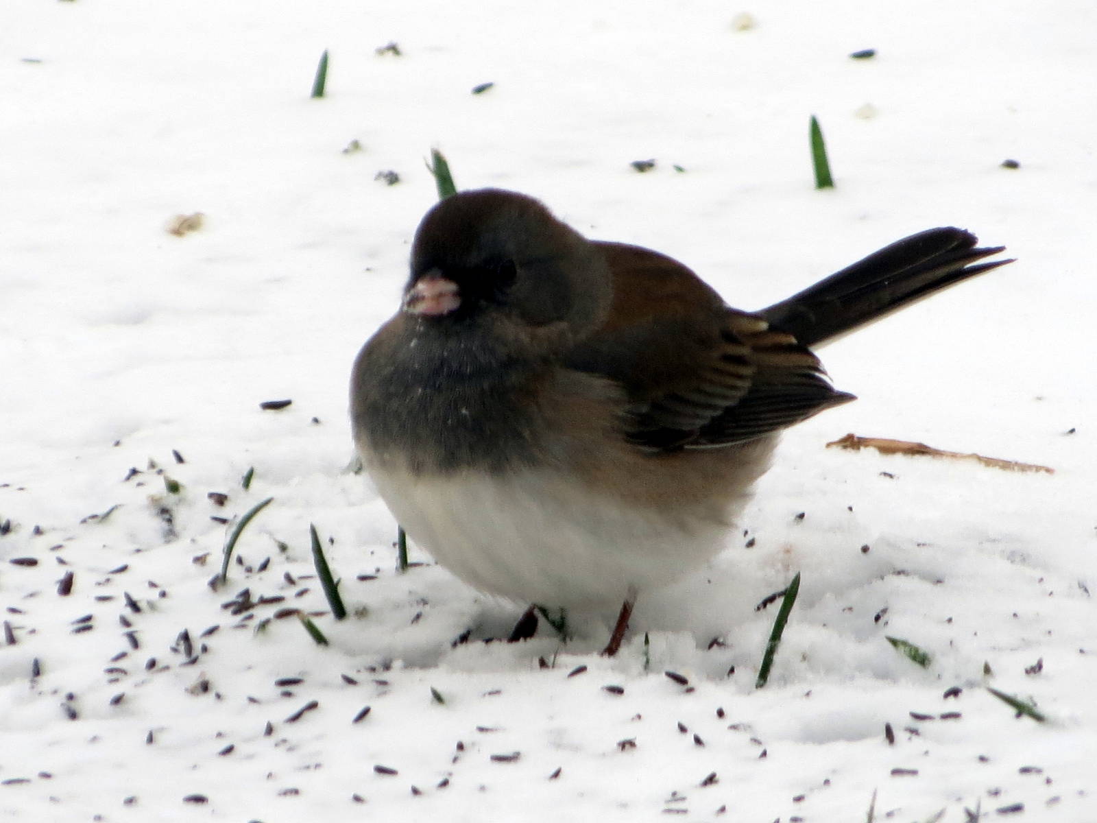 Dark-eyed Junco