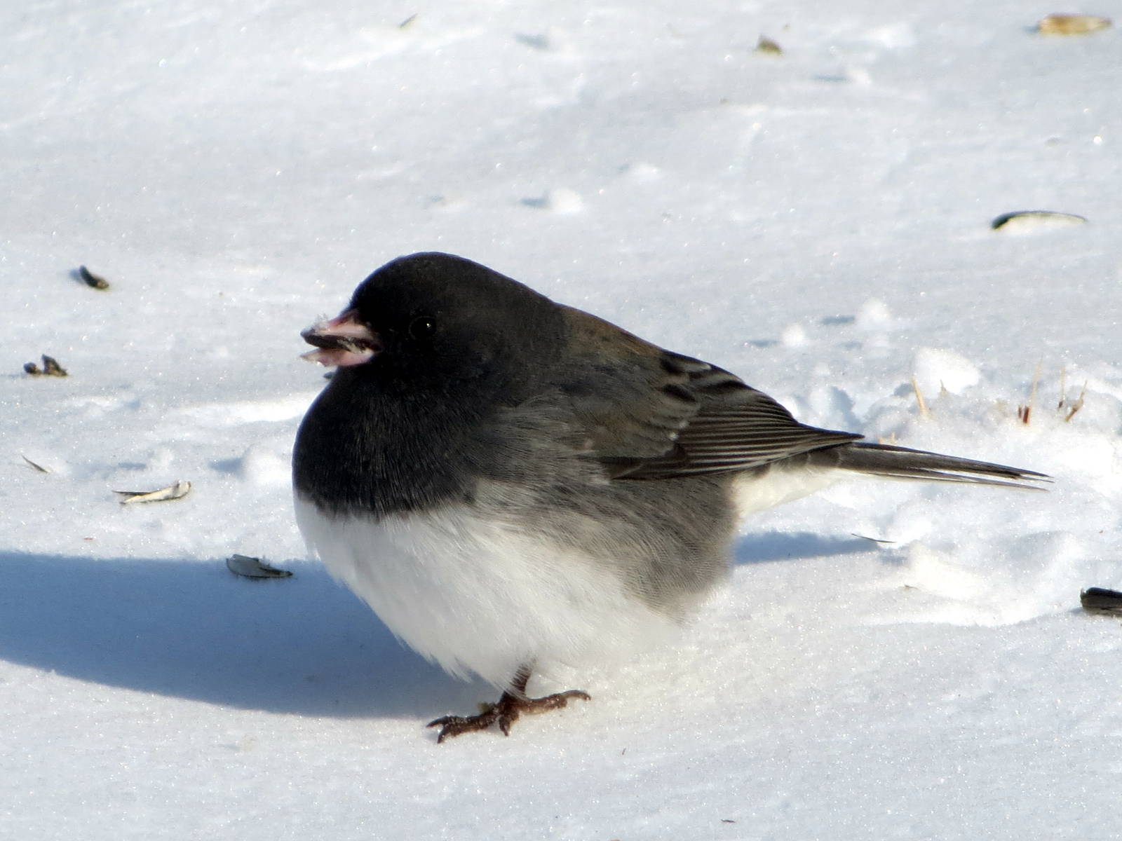 Dark-eyed Junco