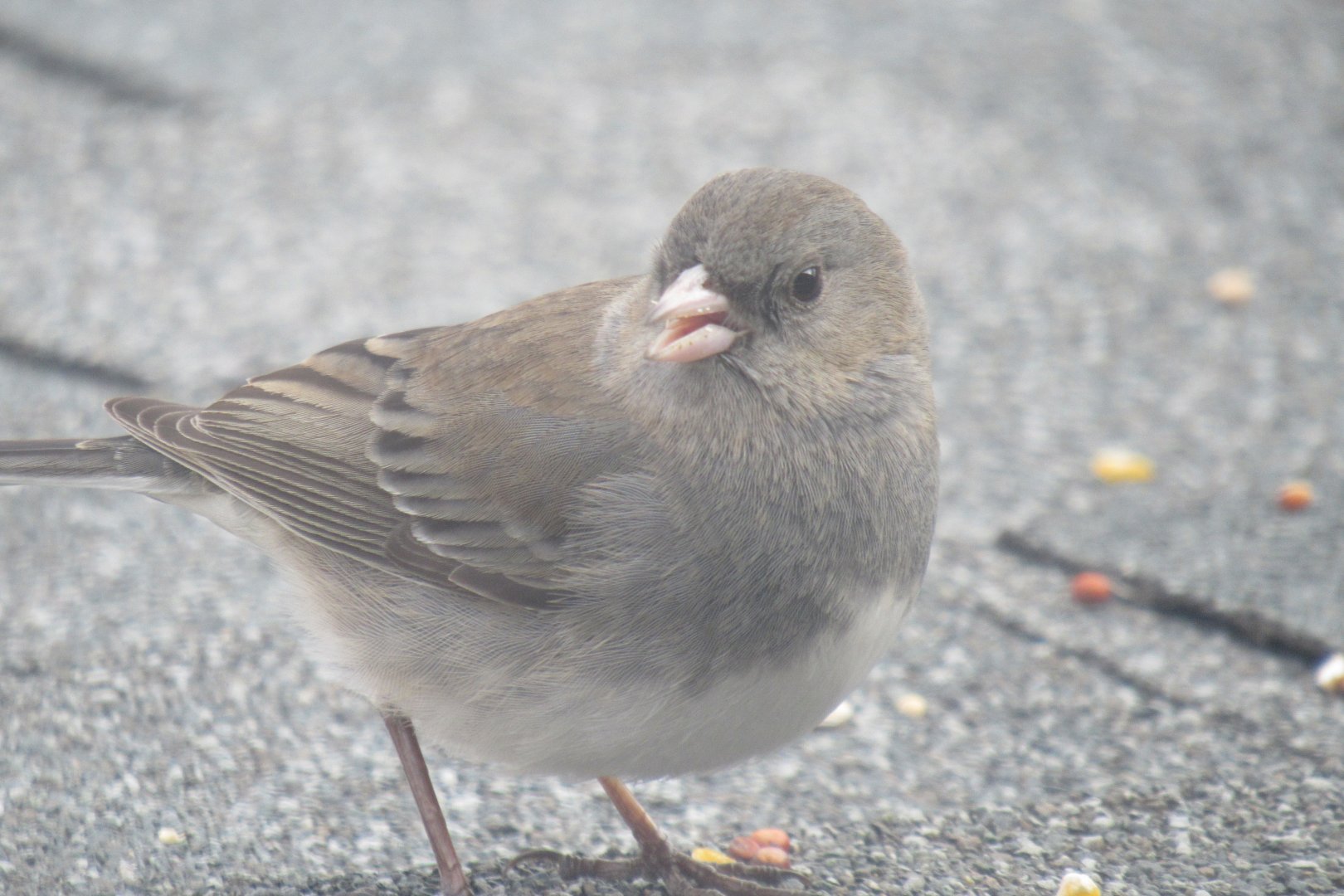 Dark eyed junco