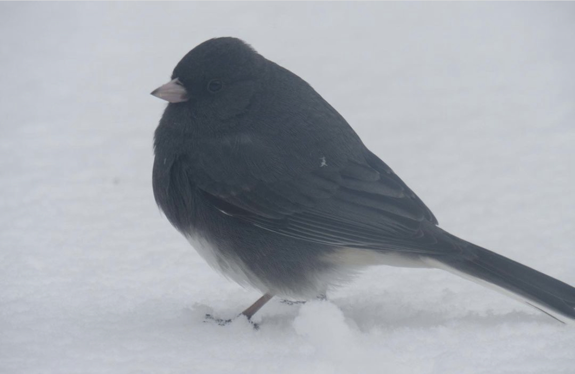 Dark eyed junco