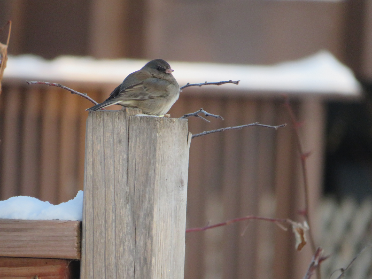 Dark-eyed junco