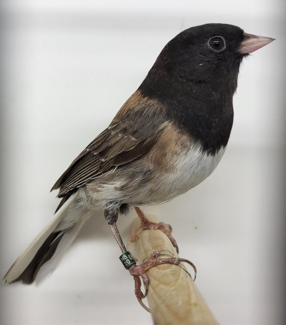 Dark-eyed junco
