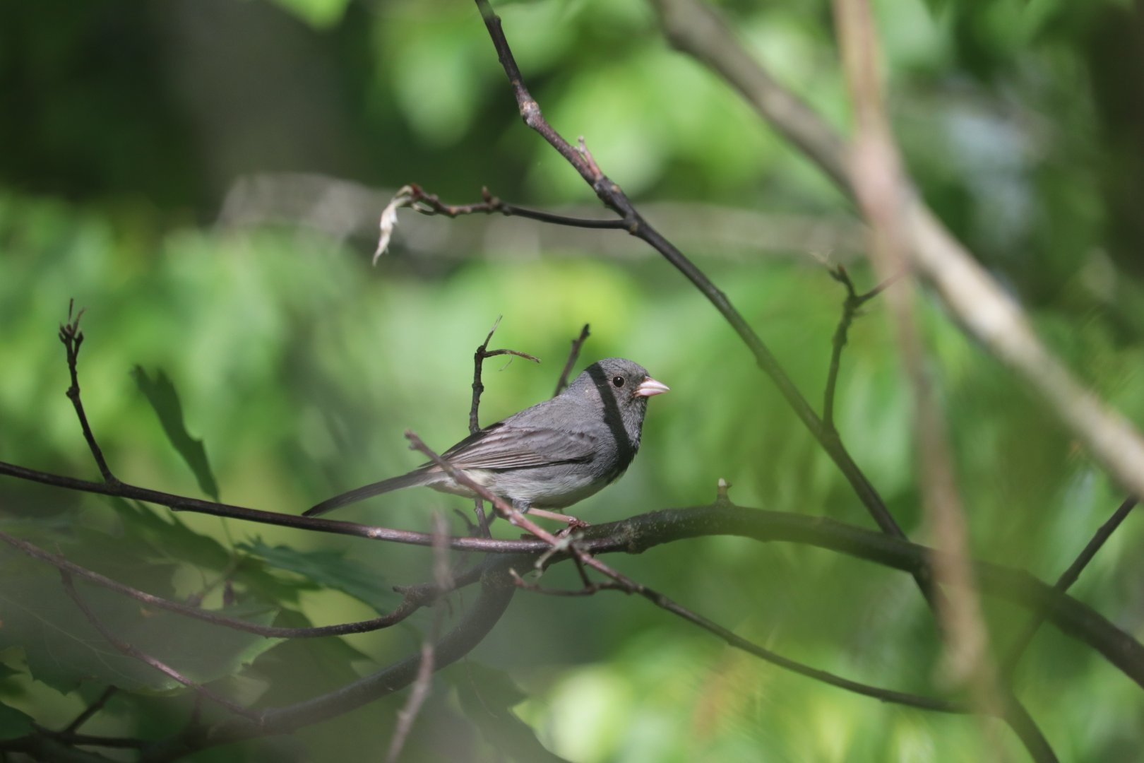 Dark-Eyed Junco