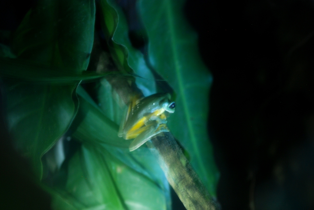 Dark-eyed Leaf Frog at Arenal Natura, 18/04/14