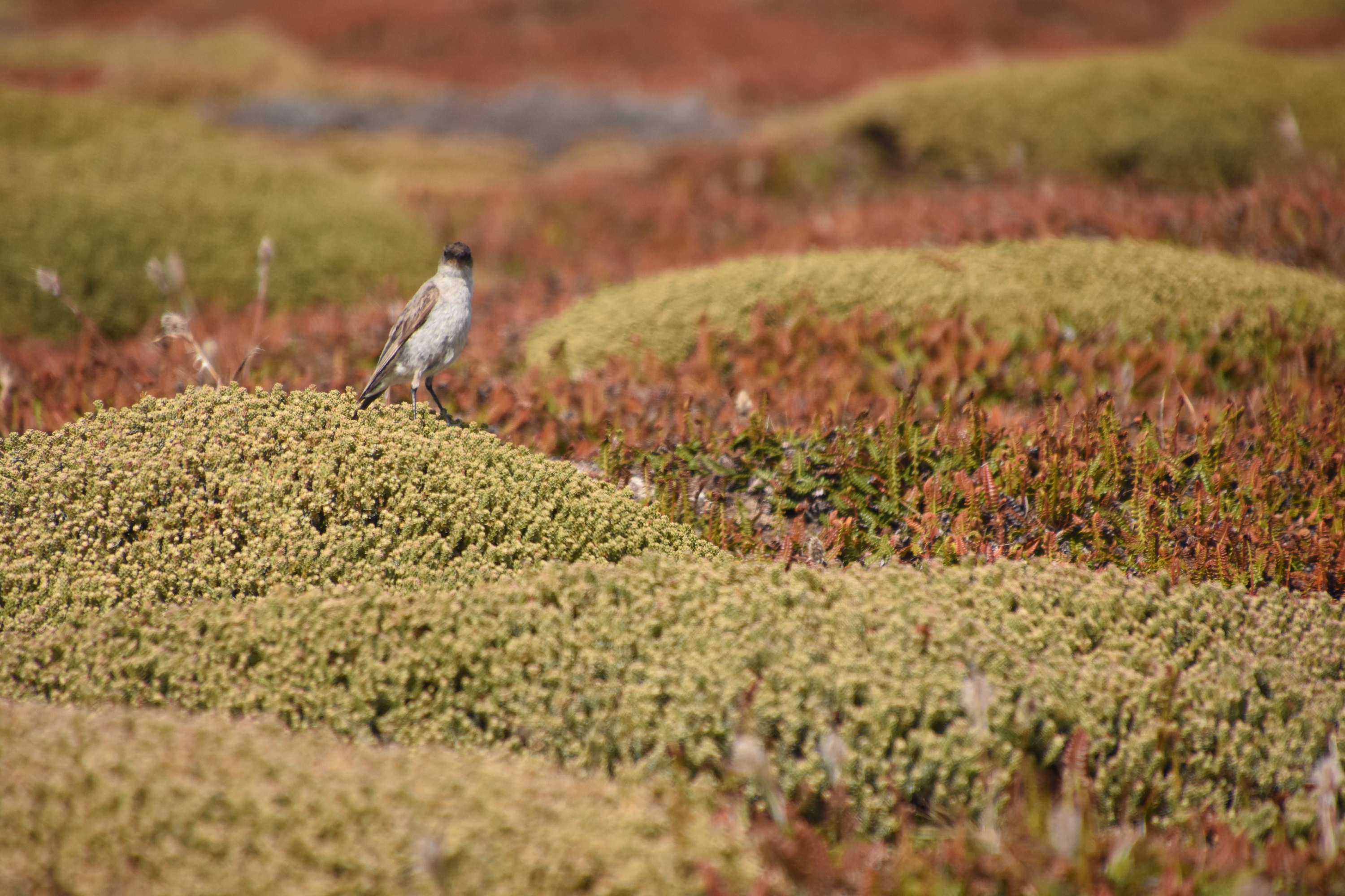 Dark-faced ground tyrant
